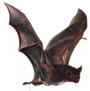 Chiroptera-Common_Vampire_Bat-Desmodus_rotundus